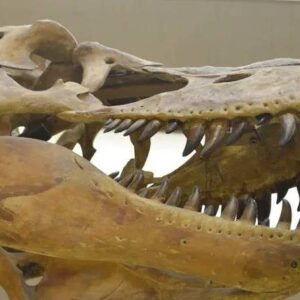 В Якутске покажут фильм о сунтарских динозаврах