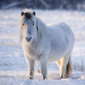 Плейстоценовая ленская лошадь не является предком домашней якутской лошади